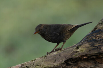 Amsel (Turdus merula)
