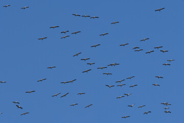 Kranich (Grus grus)