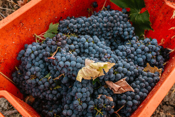 grappolo d'uva rossa. raccolta dell'uva, vendemmia, per la produzione di vino. azienda vinicola in...