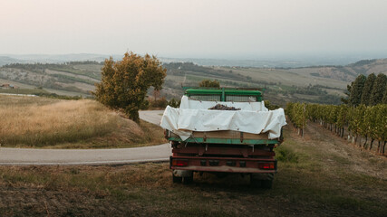 Fototapeta premium lavoratori di azienda vinicola raccolgono l'uva matura tra le vigne con il trattore per fare il vino. campagna toscana, Italia, tramonto