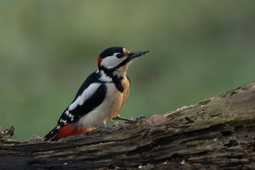 Buntspecht (Dendrocopos major)