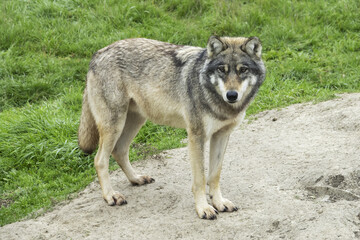 Naklejka na ściany i meble The wolf (Canis lupus ) in Hortobágy national park in Hungary.