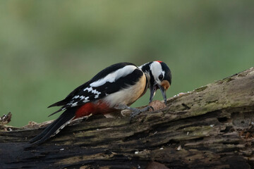 Buntspecht (Dendrocopos major)