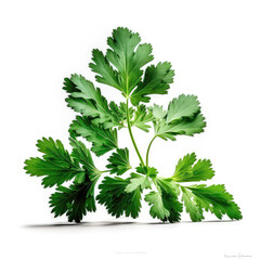 green parsley leaves isolated on white background.generative AI