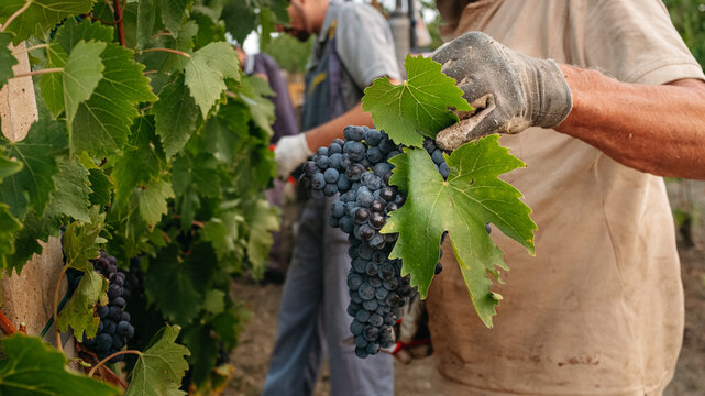 grappolo d'uva rossa. raccolta dell'uva, vendemmia, per la produzione di vino. azienda vinicola in campagna toscana, Italia.
