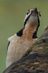Buntspecht (Dendrocopos major)