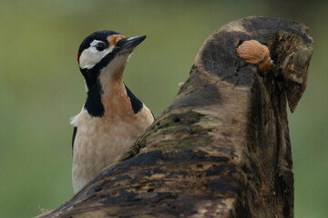 Buntspecht (Dendrocopos major)