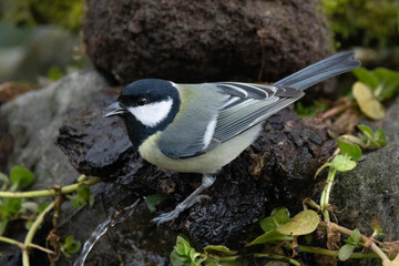 Kohlmeise (Parus major)