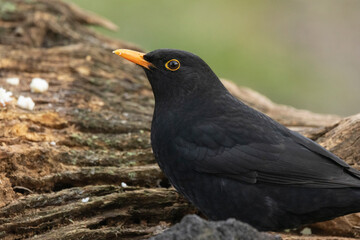 Amsel (Turdus merula)