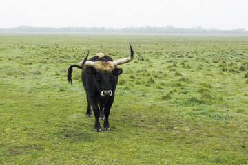 Thanks to the reverse crossing, the aurochs (Bos primigenius) returns to European nature.