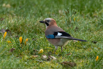 Eichelhäher (Garrulus glandarius)