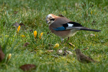 Eichelhäher (Garrulus glandarius)
