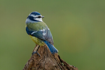 Blaumeise (Cyanistes caeruleu)