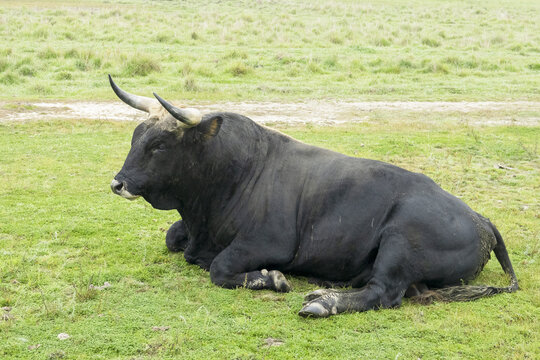 Thanks to the reverse crossing, the aurochs (Bos primigenius) returns to European nature.