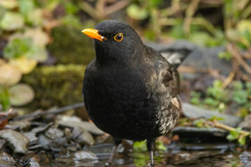 Amsel (Turdus merula)