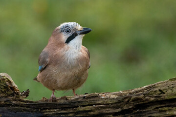 Eichelhäher (Garrulus glandarius)