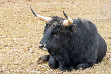 Thanks to the reverse crossing, the aurochs (Bos primigenius) returns to European nature.