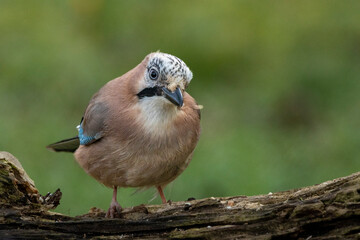 Eichelhäher (Garrulus glandarius)