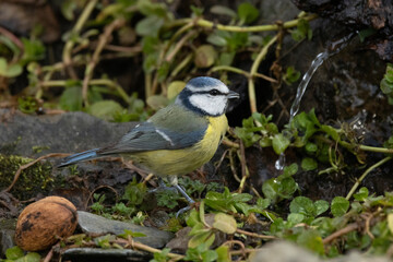 Blaumeise (Cyanistes caeruleu)
