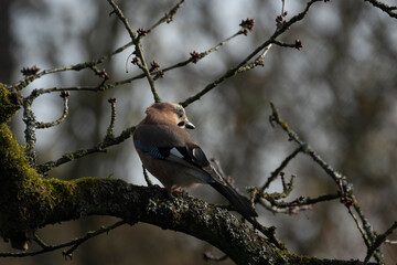 Eichelhäher (Garrulus glandarius)