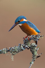 Kingfisher (Alcedo atthis) perched on lichen covered branch  - 574902189
