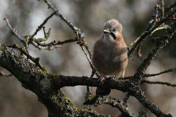 Eichelhäher (Garrulus glandarius)
