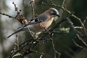 Eichelhäher (Garrulus glandarius)