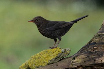 Amsel (Turdus merula)