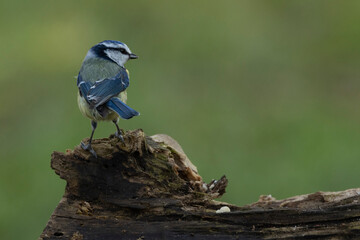 Blaumeise (Cyanistes caeruleu)
