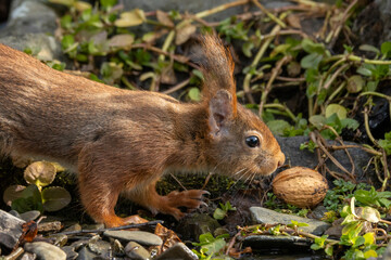 Eichhörnchen (Sciurus vulgaris)