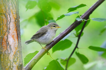 Willow warbler (Phylloscopus trochilus) juvenile sitting on a branch in the forest in summer.	
