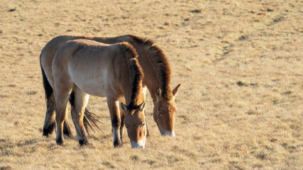 Przewalski's horse ( Equus przewalski ) also called the takhi, lives in Dívčí Castley in Prague.