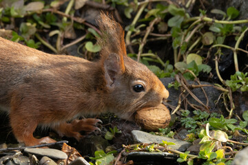 Eichhörnchen (Sciurus vulgaris)