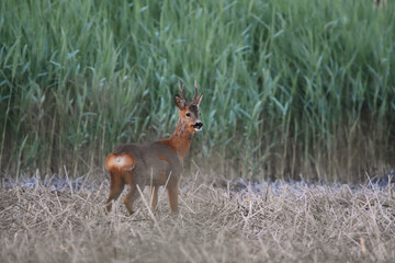 Roe deer (Capreolus capreolus) male in the wetlands in summer.