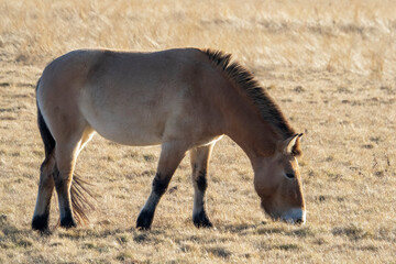 Przewalski's horse ( Equus przewalski ) also called the takhi, lives in Dívčí Castley in Prague.