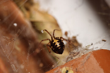 natural parasteatoda tepidariorum spider macro