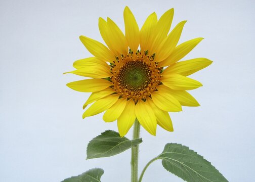 Sunflower on white background 