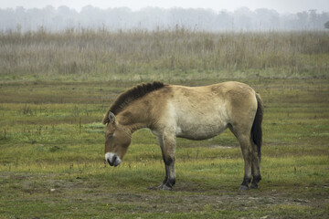 Przewalski's horse ( Equus przewalskii ), also called the takhi  in Hortobágy national park in Hungary.