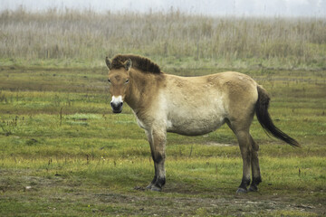 Fototapeta premium Przewalski's horse ( Equus przewalskii ), also called the takhi in Hortobágy national park in Hungary.