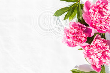 Flowers pink peonies floating stains from a drop on the water. Top view, flat lay