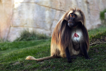 Gelada - Theropithecus gelada