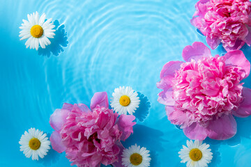 Beautiful chamomile flowers and peonies floating on the water on a blue background. Top view, flat...