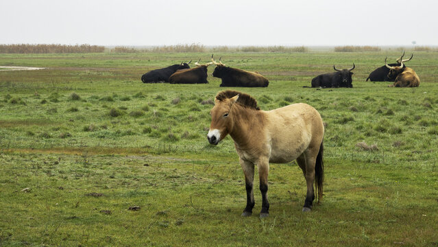 The Przewalski's horse ( Equus przewalskii ), also called the takhi and the aurochs (Bos primigenius) in Hortob&aacute;gy national park in Hungary.