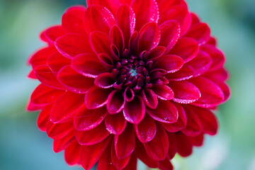 Rote Dahlie vor gr&uuml;nem Hintergrund, Makro