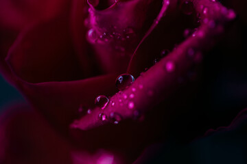 Rose Makroaufnahme mit Regentropfen