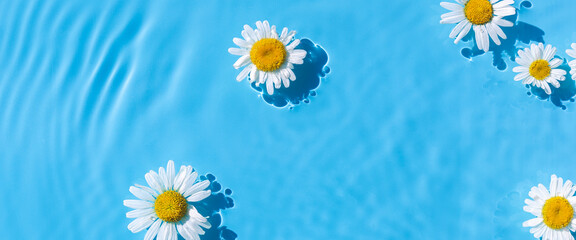 Chamomile flowers on a background of blue water. Top view, flat lay. Banner