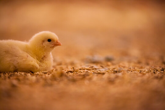Chick in poultry barn.