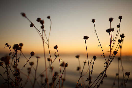 Artistic picture of native shrub at sunset.