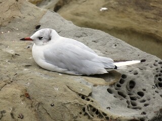 mouette