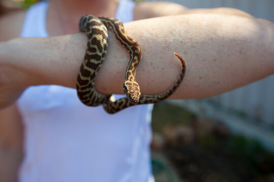 Pet Stimson's python (Antaresia stimsoni) snake on arm of woman, Perth, Western Australia, Australia